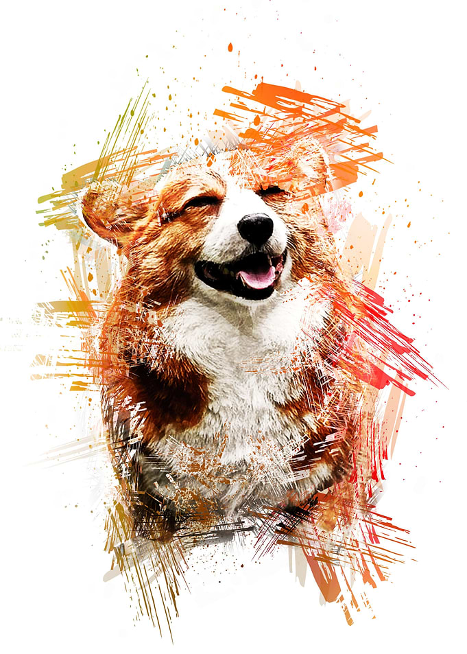 Animal Dog