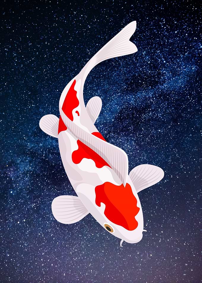 Koi Fish