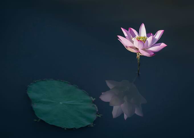 Lotus