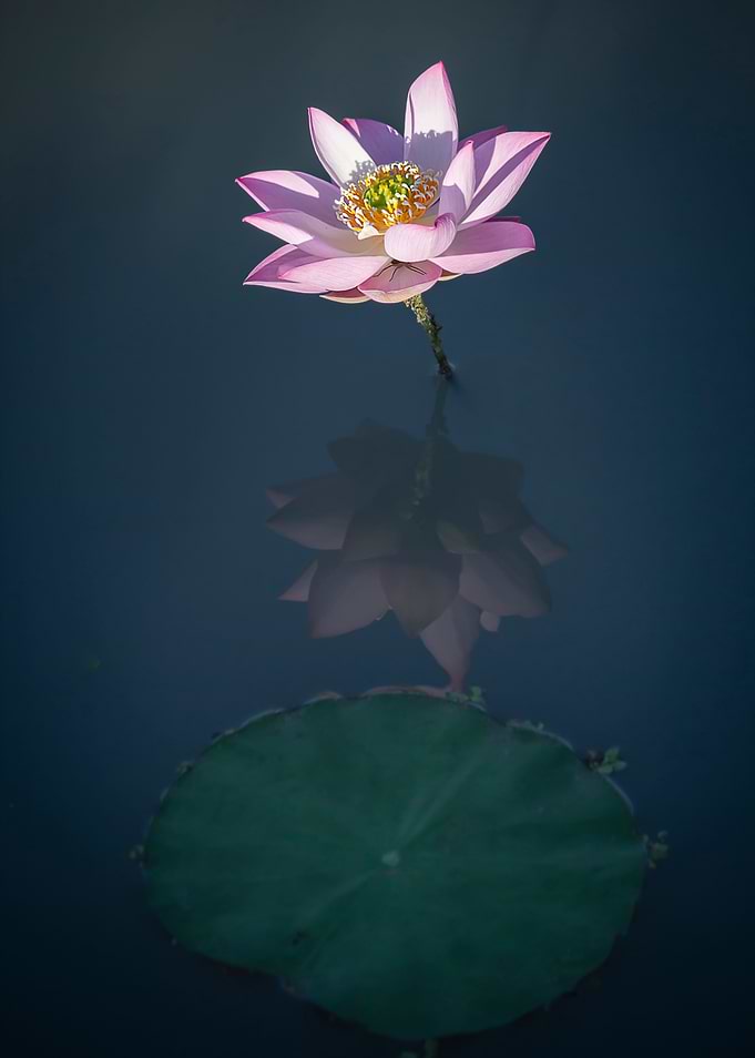 Lotus