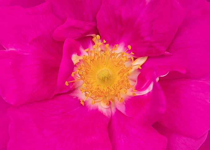 pink yellow rose