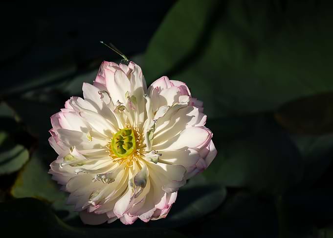 Heavy petal lotus