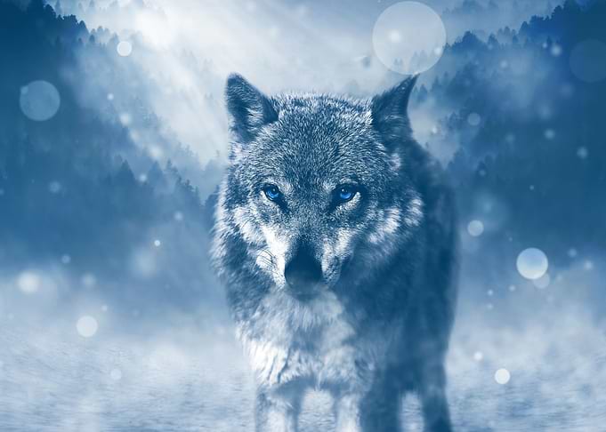 wolf