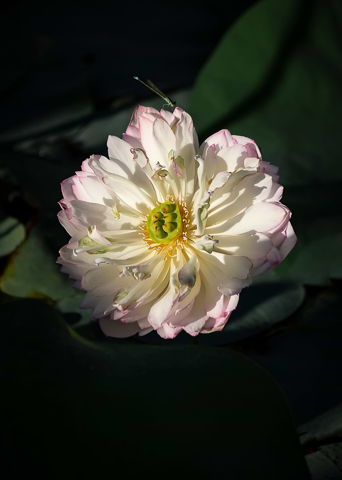 Heavy petal lotus