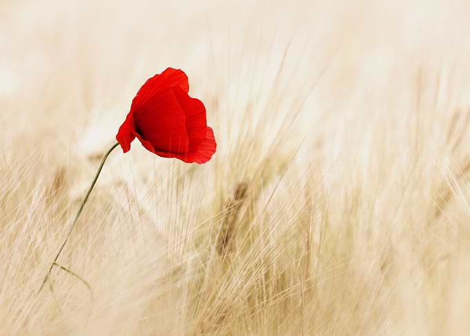 Poppy