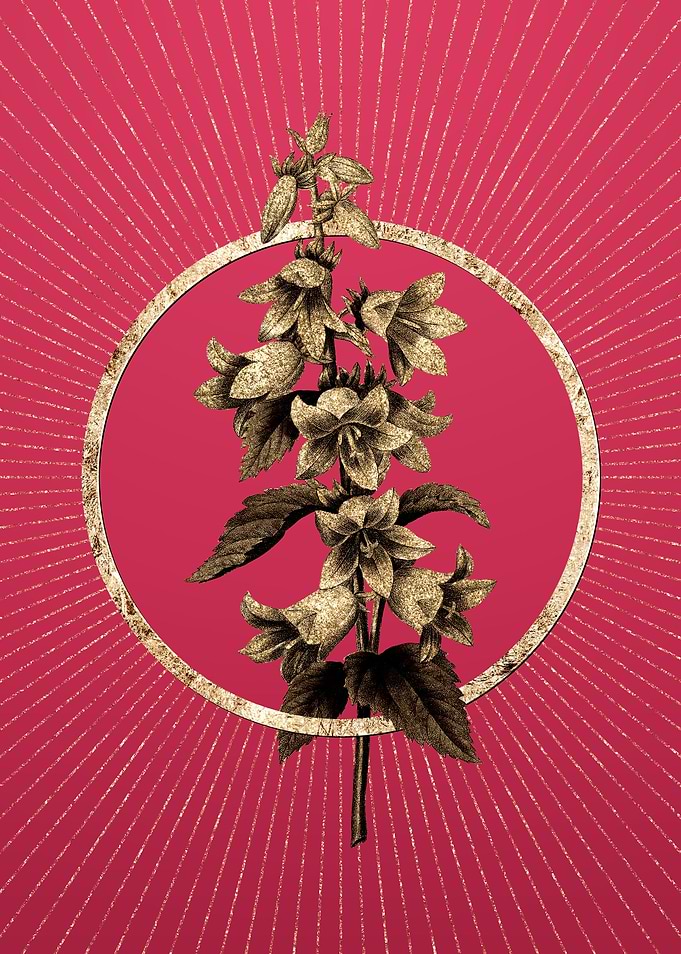 Viva Magenta Bellflowers