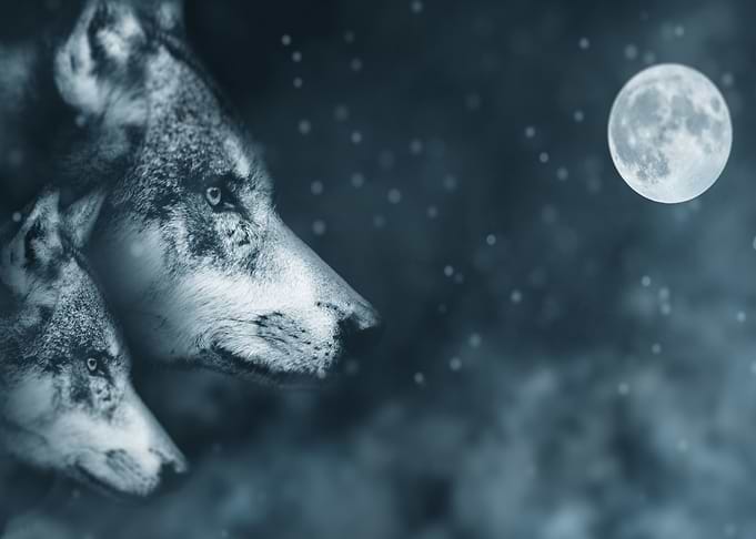 wolf