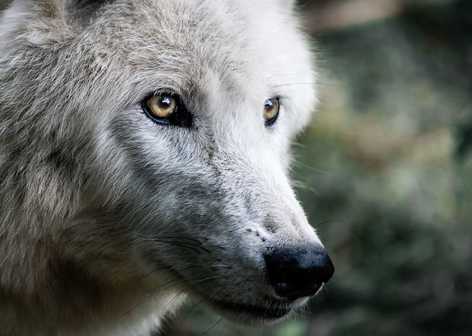 wolf