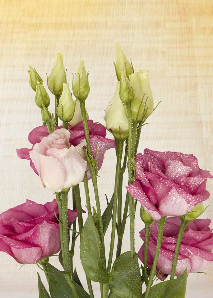 roses