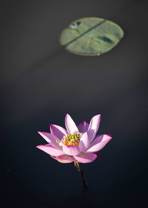 Lotus