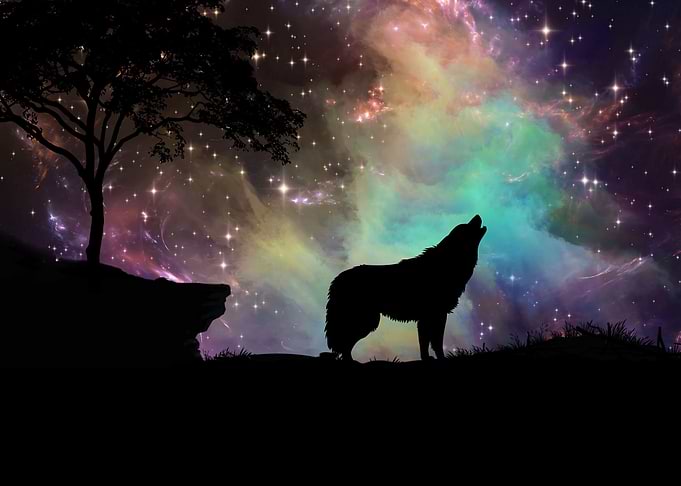 wolf