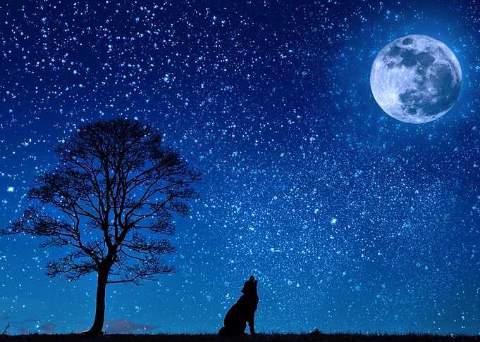 wolf