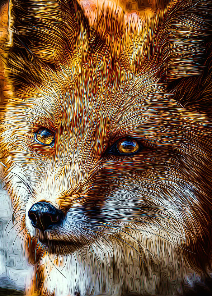 Fox