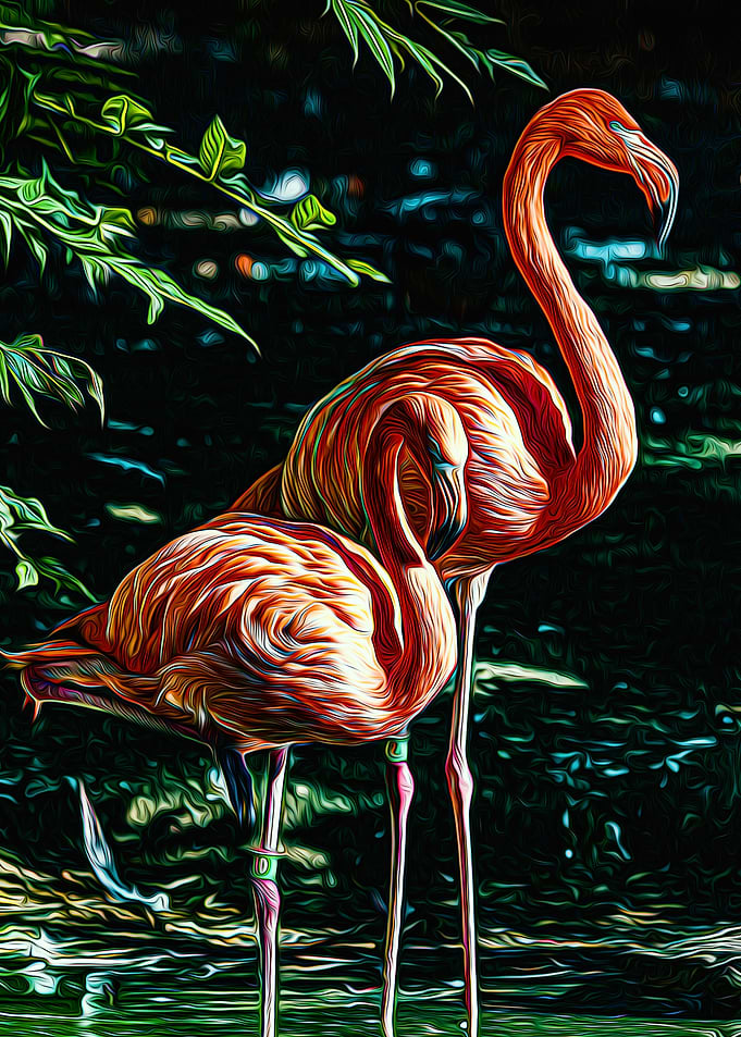 Flamingo
