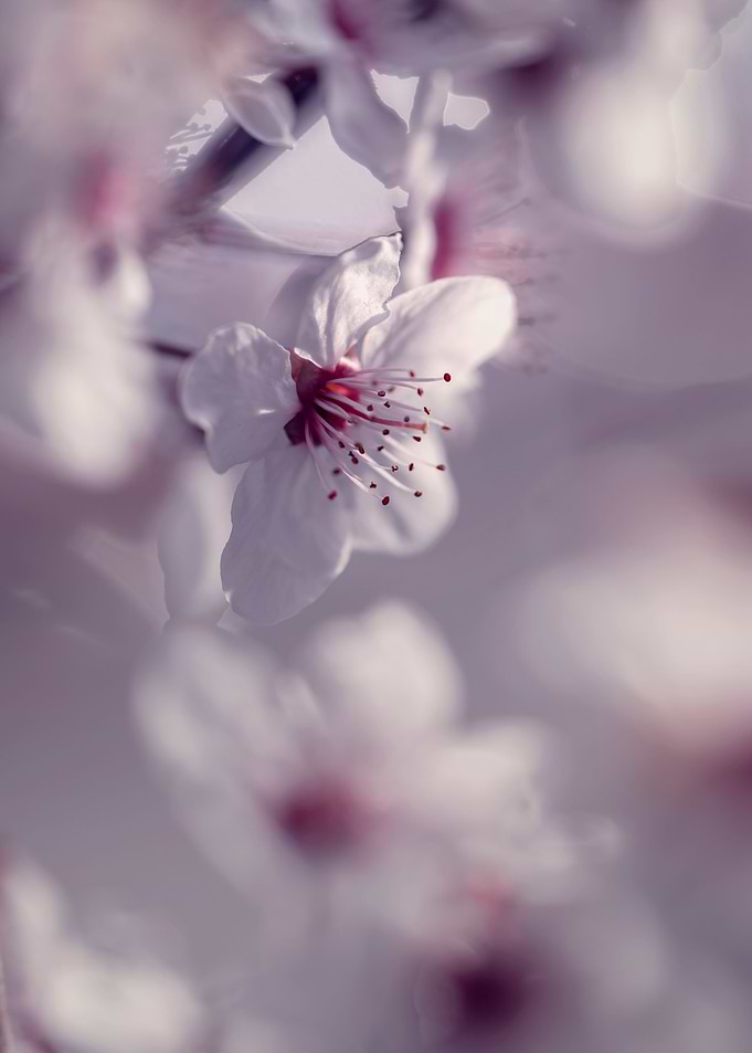 White cherry blossom