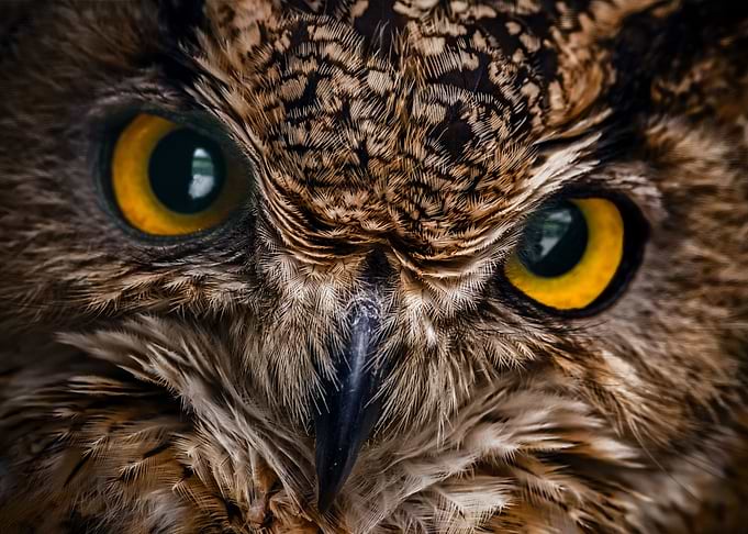 Owl close up