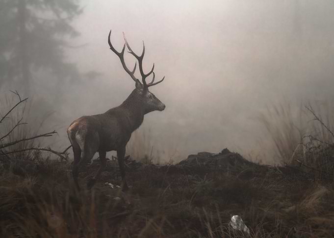 Stag on alert