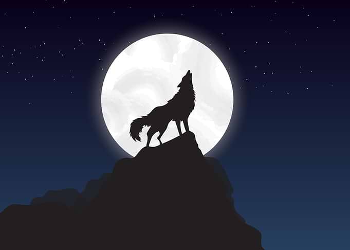 wolf