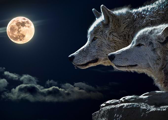 wolf