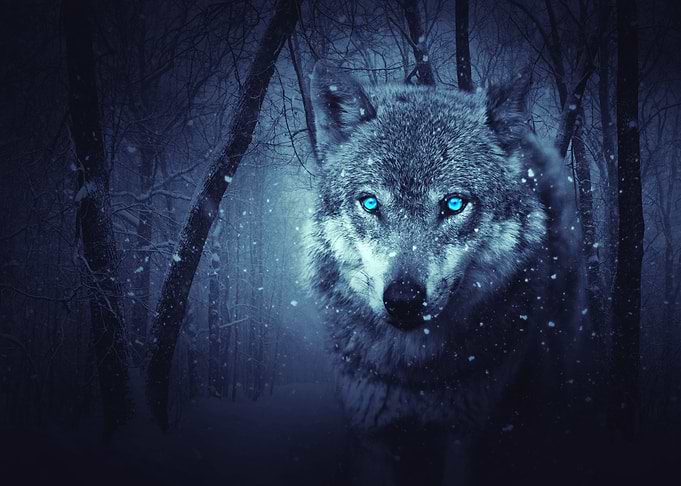 wolf