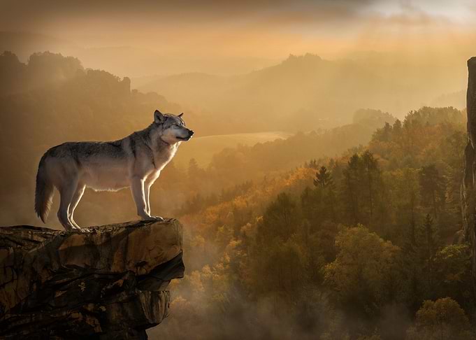 wolf