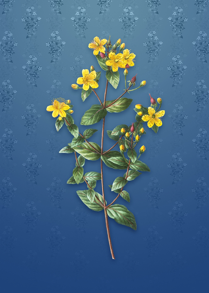 Vintage Stinking Tutsan