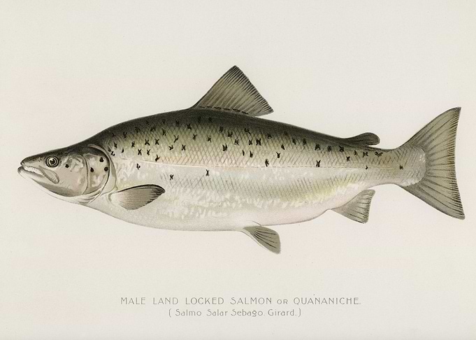 Male Land Locked Salmon