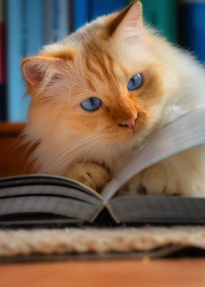 Cute cat