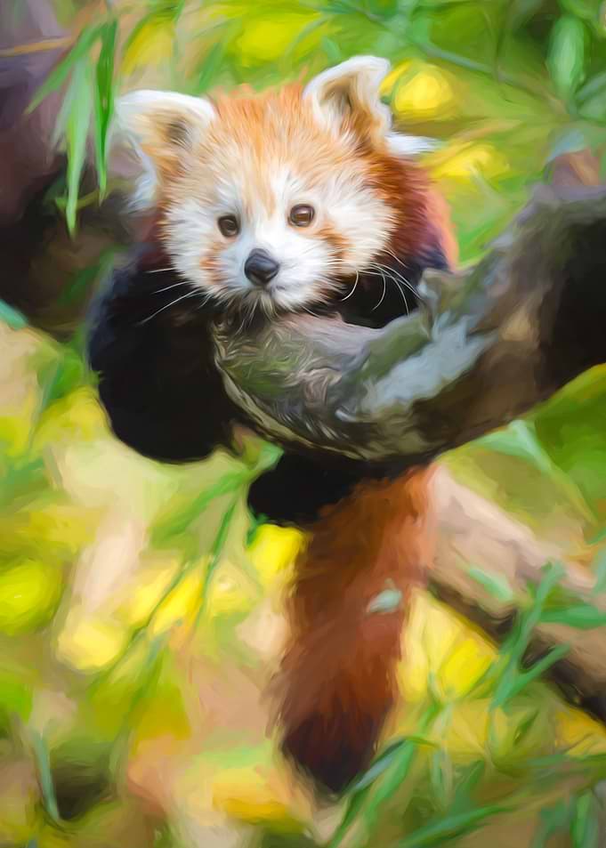 Red Panda