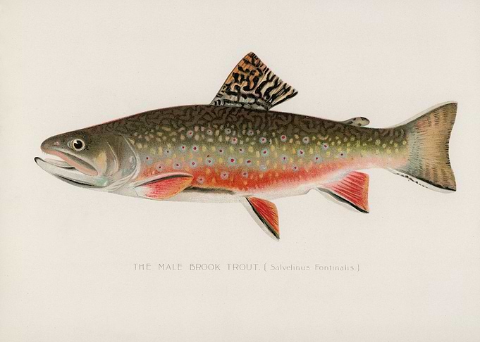 Male Brook Trout