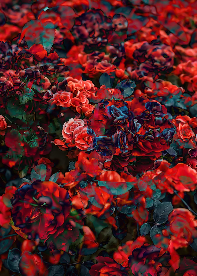 Rose Flowers