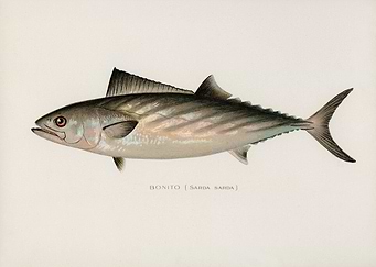 Bonito Fish