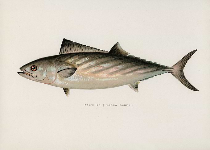 Bonito Fish