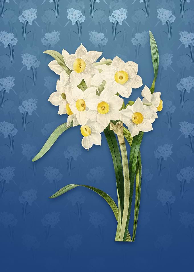 Bunch Flowered Daffodil