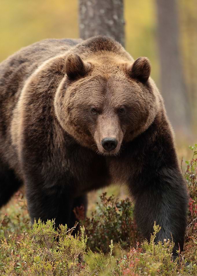 Big bear