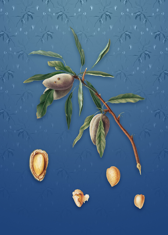 Almond on Bahama Blue