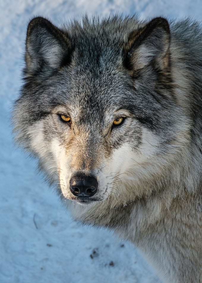Mighty wolf