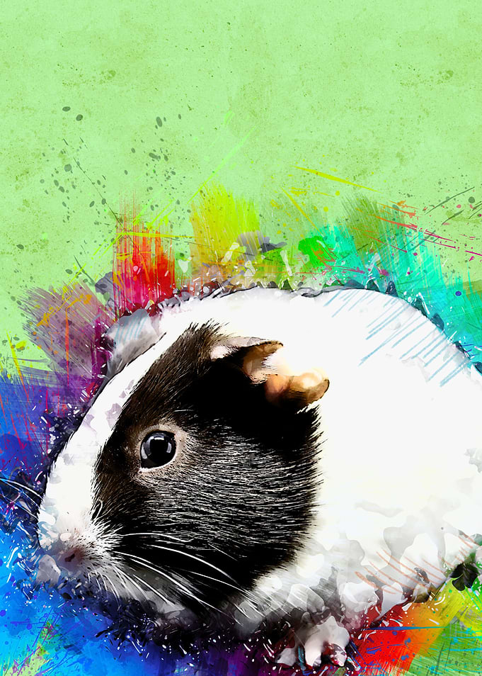 Guinea Pig 250