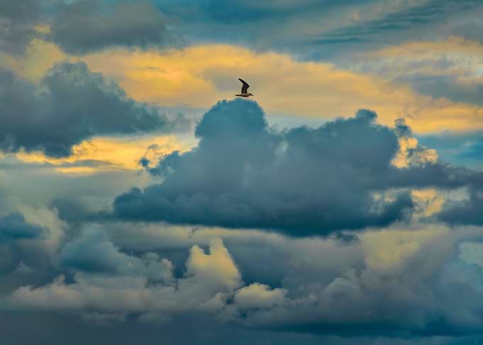 Bird flying over stormy