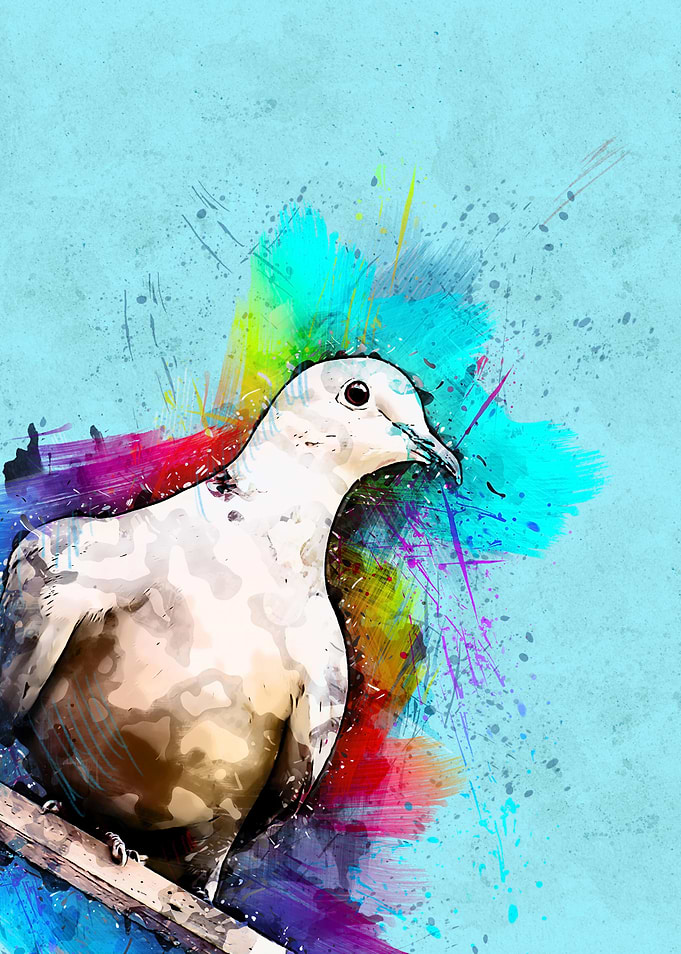 Dove 244