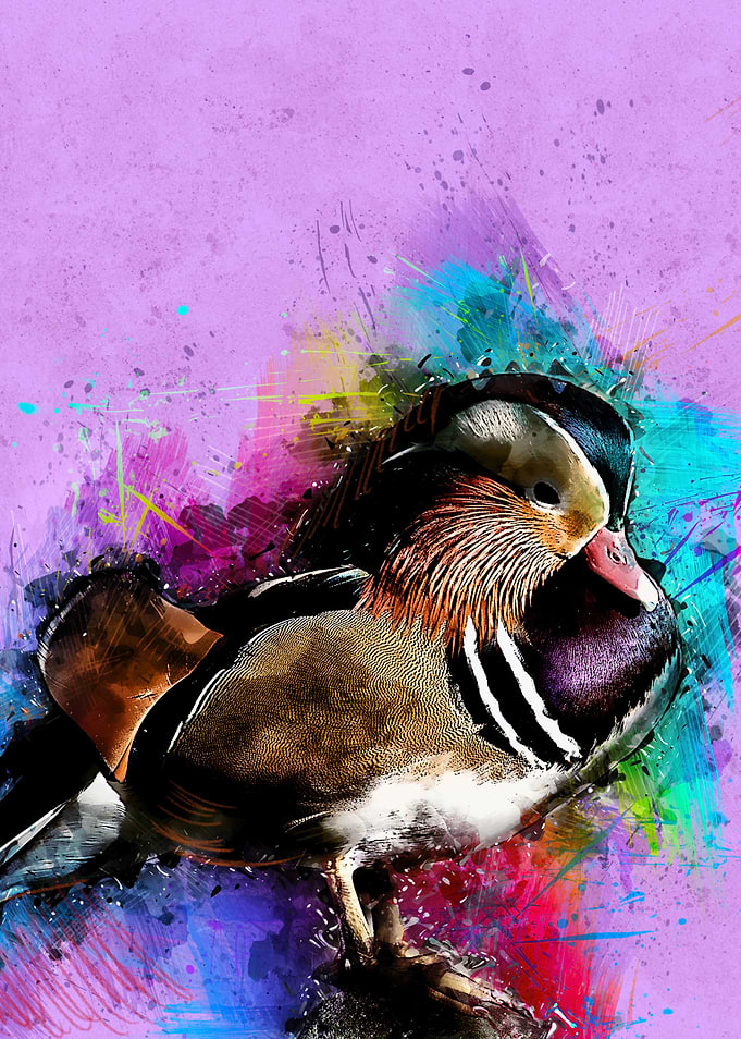 Mallard duck 249