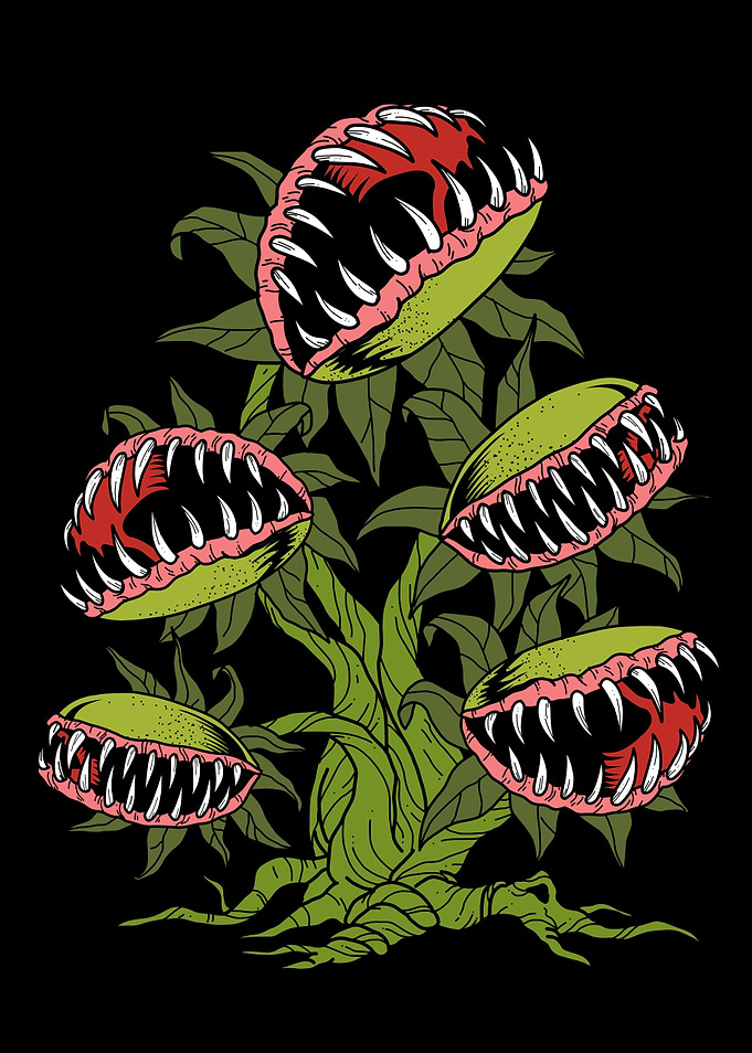 Carnivorous Venus Fly Trap