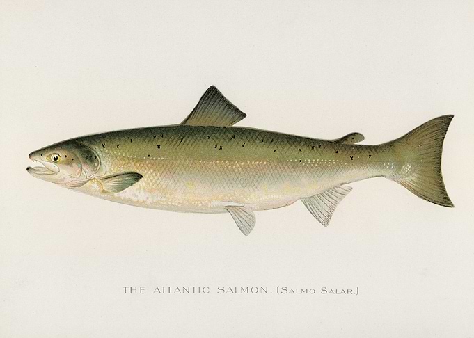 Atlantic Salmon Fish