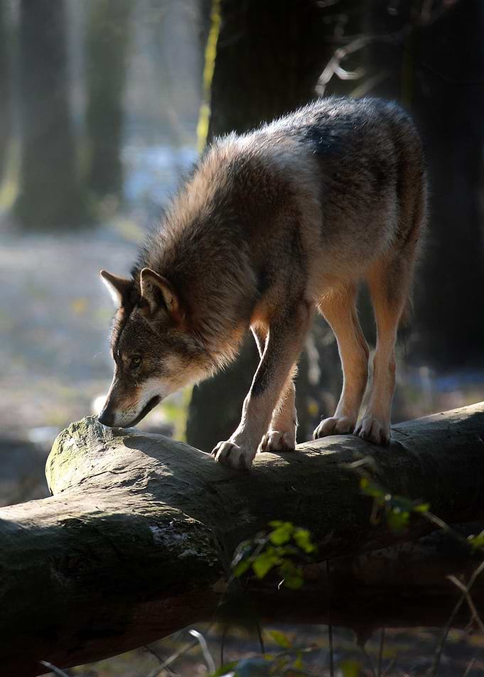 A lonely wolf
