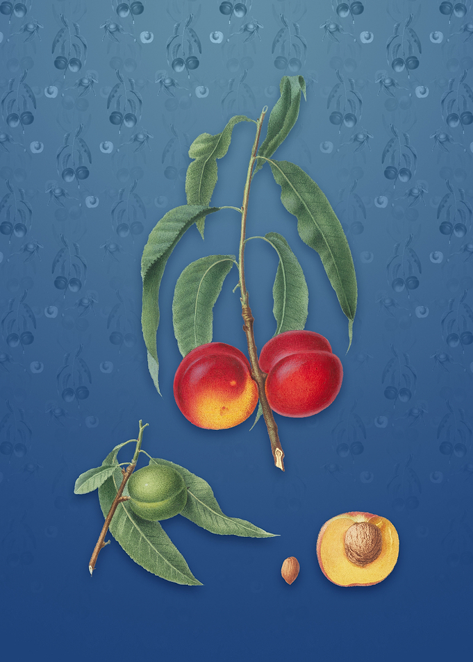 Vintage Walnut Peach