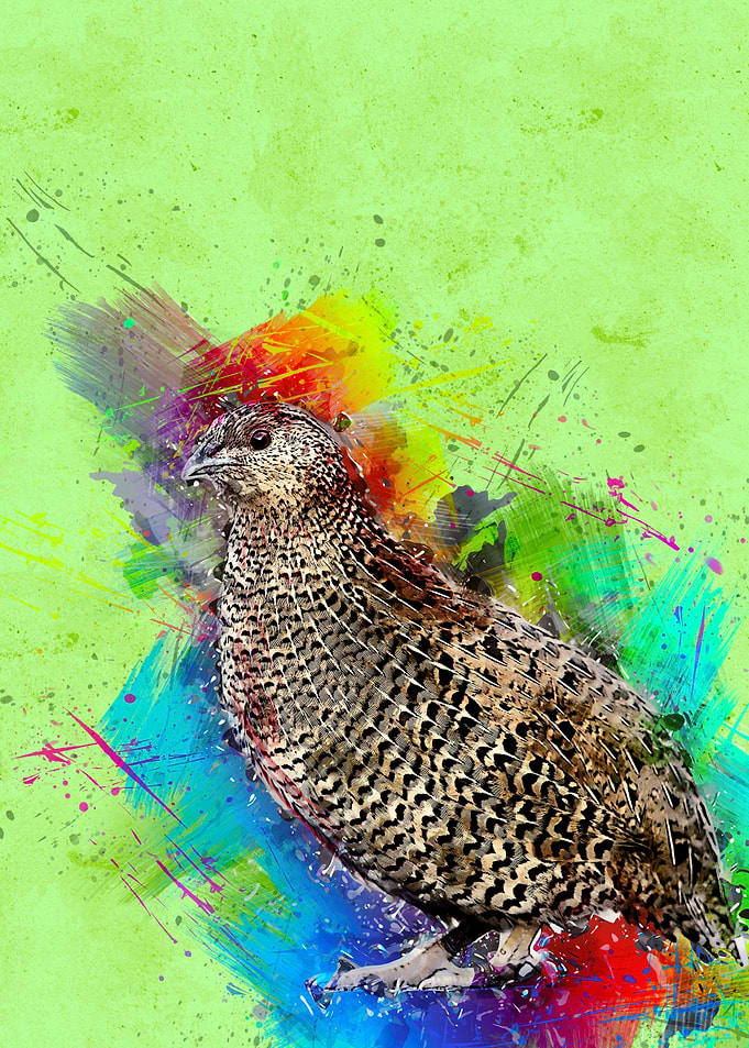 Quail 247