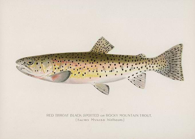 Red Throat Fish