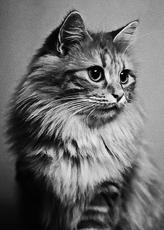 Black Cat