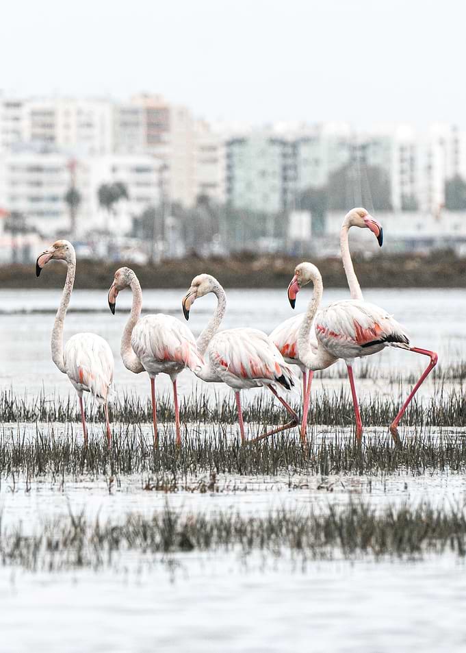 Flamingos vertical Photo