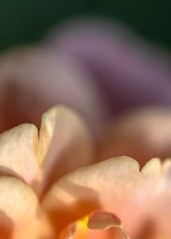 delicate petals of rose